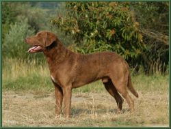 Chesapeake Bay Retriever