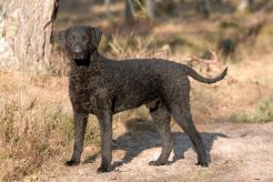 Curly Coated Retriever