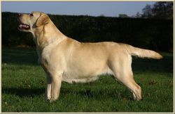 Labrador Retriever