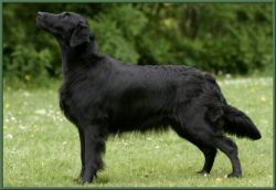 Flat Coated Retriever 