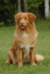 Nova Scotia Duck Tolling Retriever
